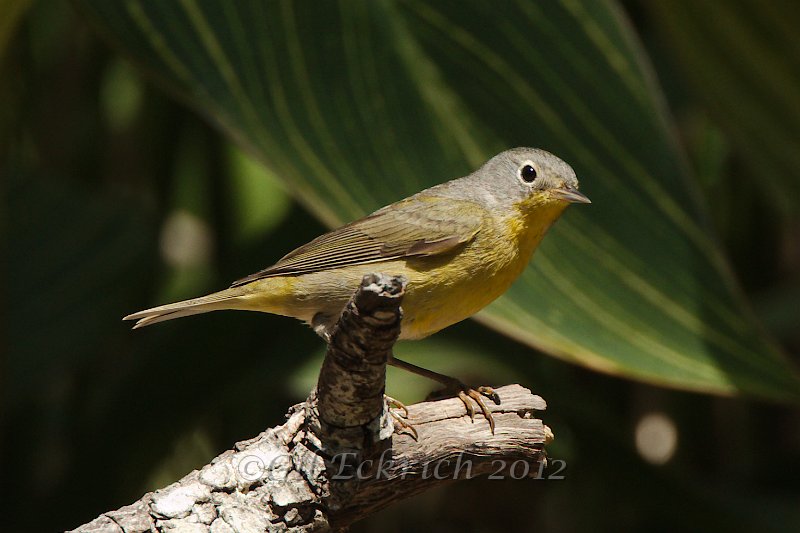 Nashville Warbler 2012-05-05.jpg